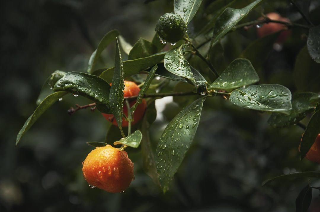 Orange Grove Scent